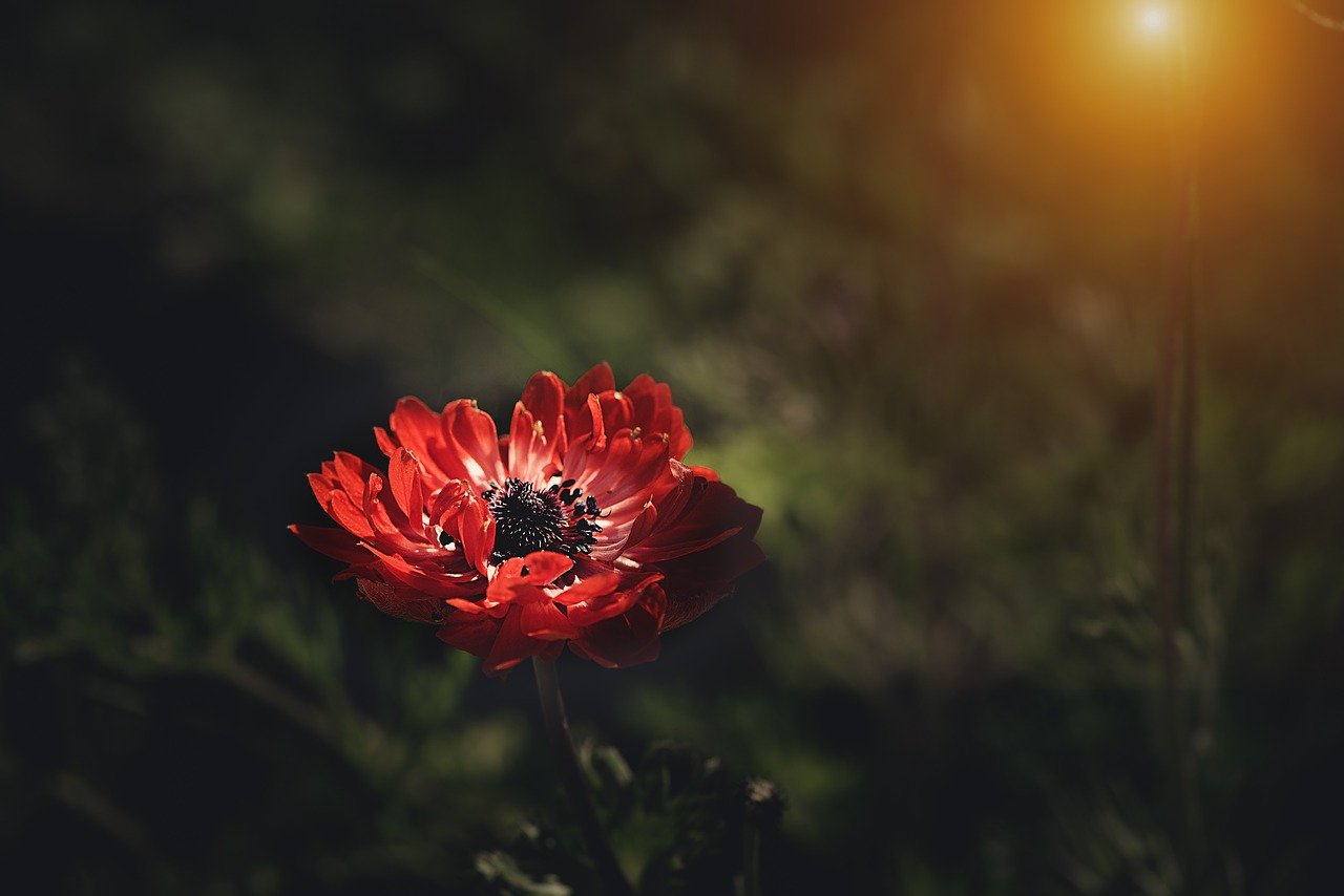 A single, lonely red flower