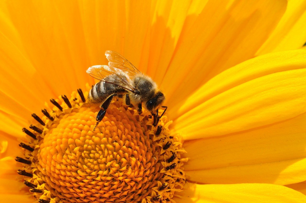 Busy bee collecting pollen from a sunflower