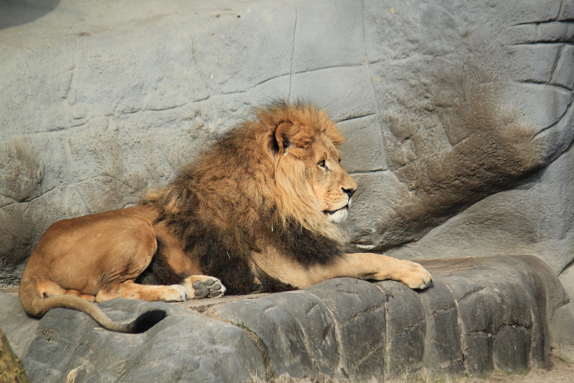 A peaceful lion demonstrates the up side of quiet quitting