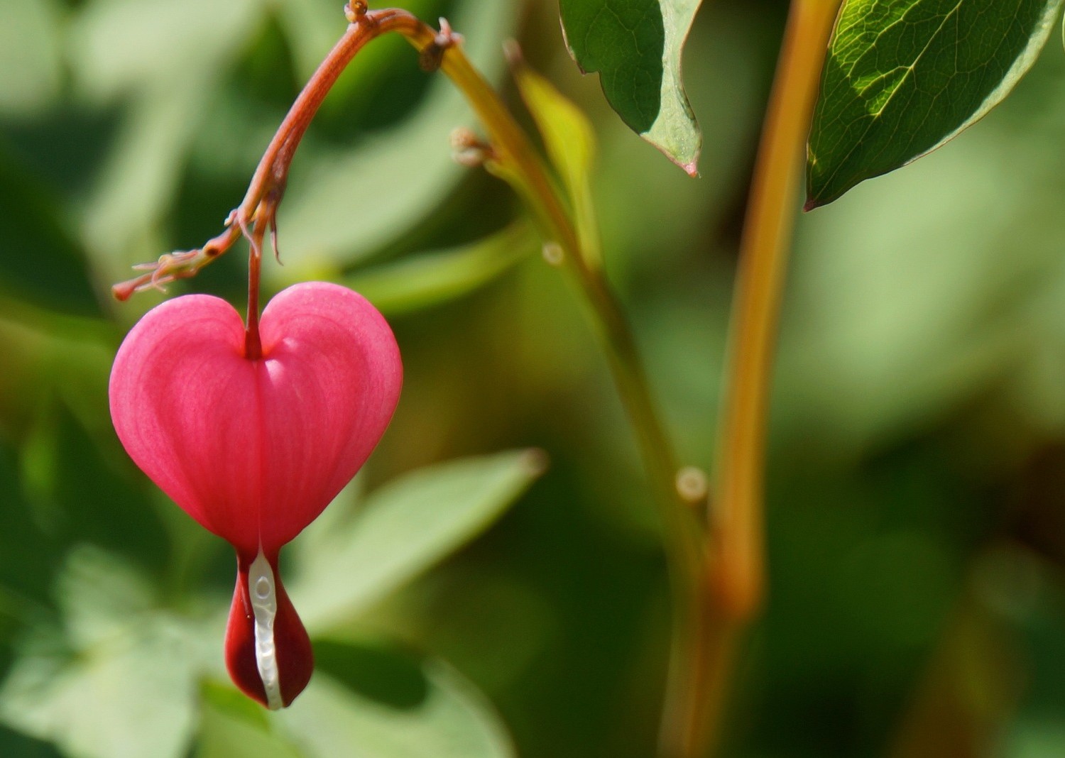Image of a flower shaped like a heart
