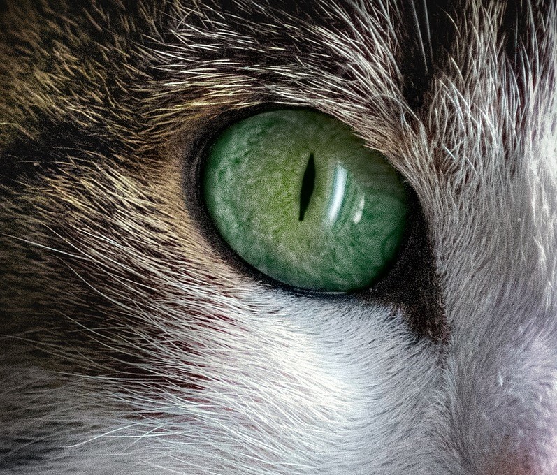 Beautiful close up image of a cat with green eyes