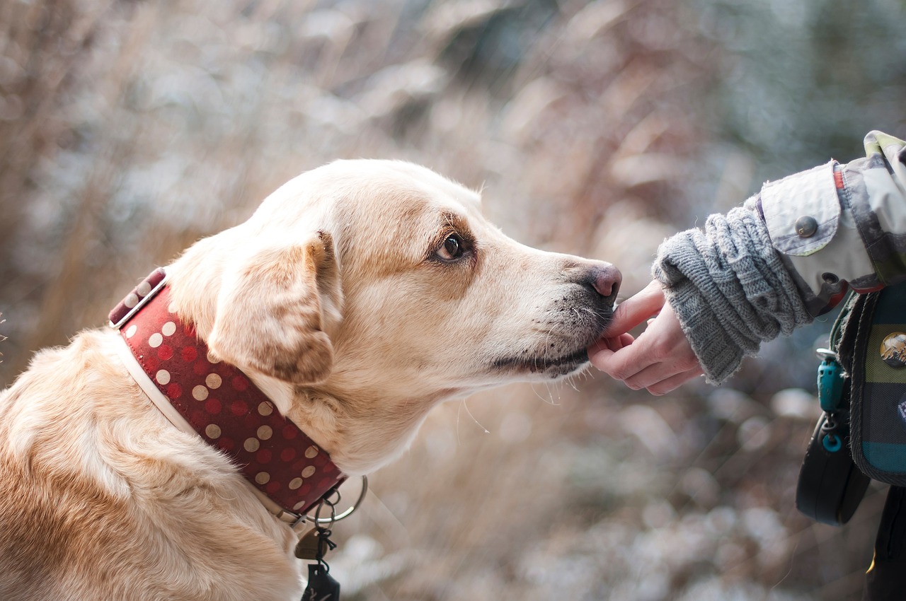 White lab receiving a treat from trainer