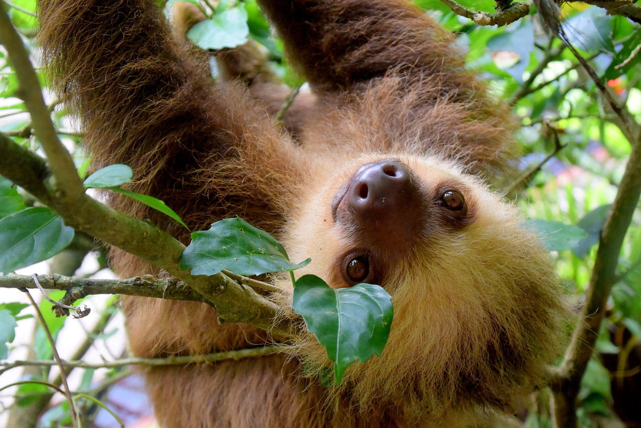 Cute sloth relaxing in a tree