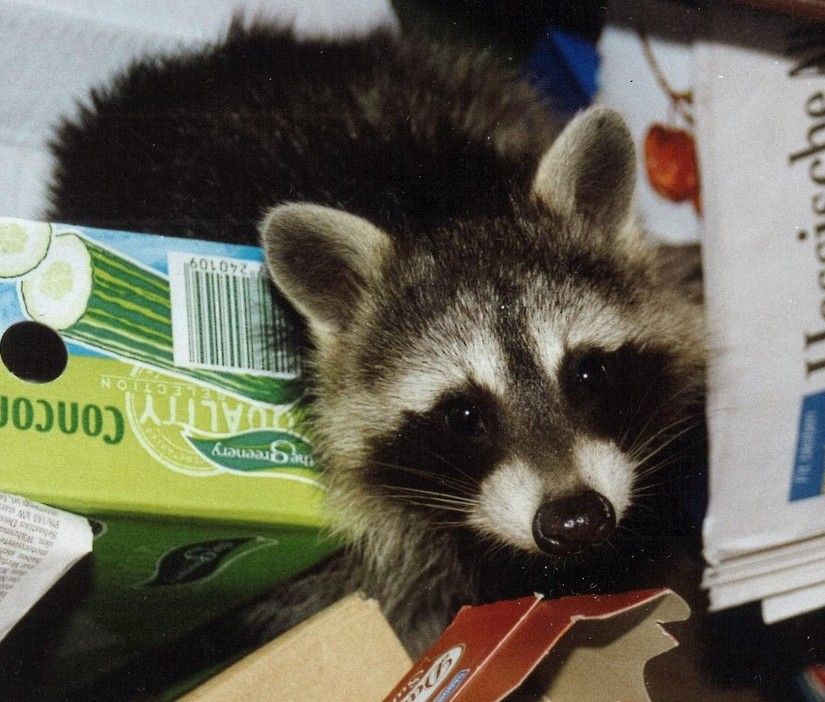 Raccoon digging for treasures in a pile of trash